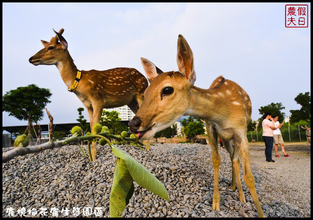 【屏東旅遊】恆春鹿境生態梅花鹿園（Paradise Of Deer）．來墾丁小奈良和梅花鹿零距離接觸/台版的奈良公園/梅花鹿/一日遊/親子遊/小鹿斑比 @假日農夫愛趴趴照