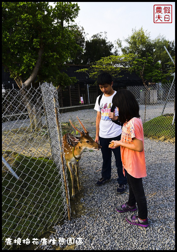 【屏東旅遊】恆春鹿境生態梅花鹿園（Paradise Of Deer）．來墾丁小奈良和梅花鹿零距離接觸/台版的奈良公園/梅花鹿/一日遊/親子遊/小鹿斑比 @假日農夫愛趴趴照