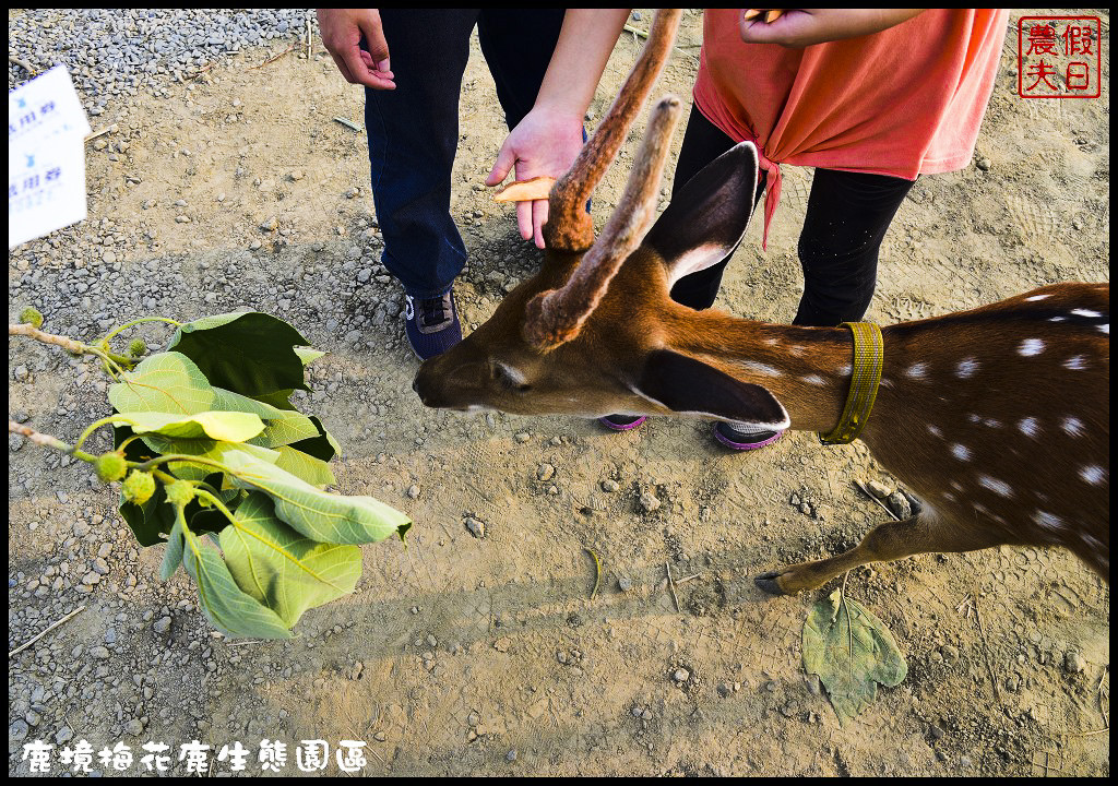 【屏東旅遊】恆春鹿境生態梅花鹿園（Paradise Of Deer）．來墾丁小奈良和梅花鹿零距離接觸/台版的奈良公園/梅花鹿/一日遊/親子遊/小鹿斑比 @假日農夫愛趴趴照