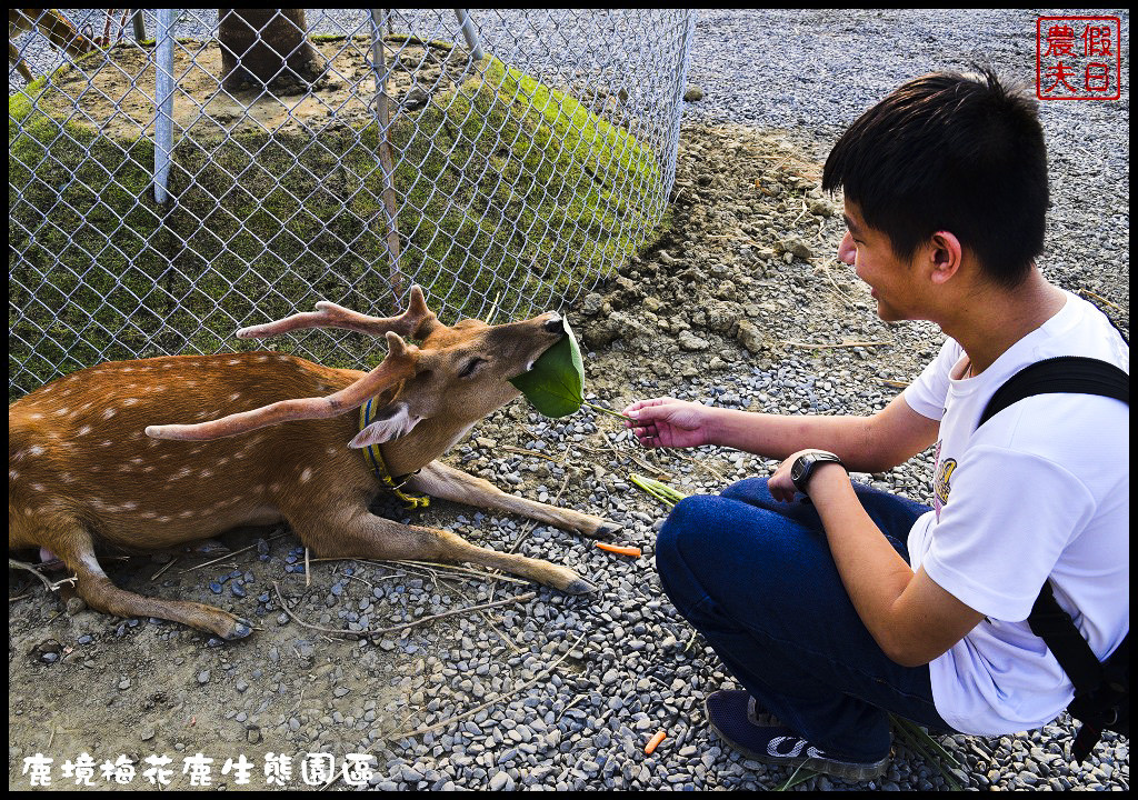 【屏東旅遊】恆春鹿境生態梅花鹿園（Paradise Of Deer）．來墾丁小奈良和梅花鹿零距離接觸/台版的奈良公園/梅花鹿/一日遊/親子遊/小鹿斑比 @假日農夫愛趴趴照