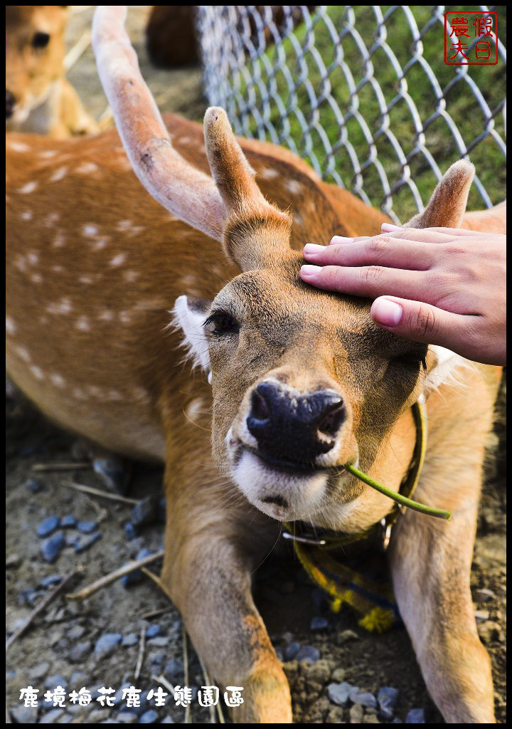 【屏東旅遊】恆春鹿境生態梅花鹿園（Paradise Of Deer）．來墾丁小奈良和梅花鹿零距離接觸/台版的奈良公園/梅花鹿/一日遊/親子遊/小鹿斑比 @假日農夫愛趴趴照