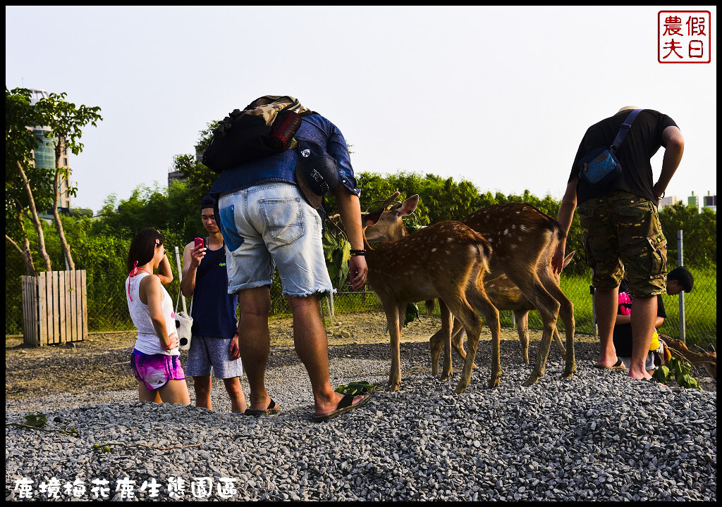 【屏東旅遊】恆春鹿境生態梅花鹿園（Paradise Of Deer）．來墾丁小奈良和梅花鹿零距離接觸/台版的奈良公園/梅花鹿/一日遊/親子遊/小鹿斑比 @假日農夫愛趴趴照