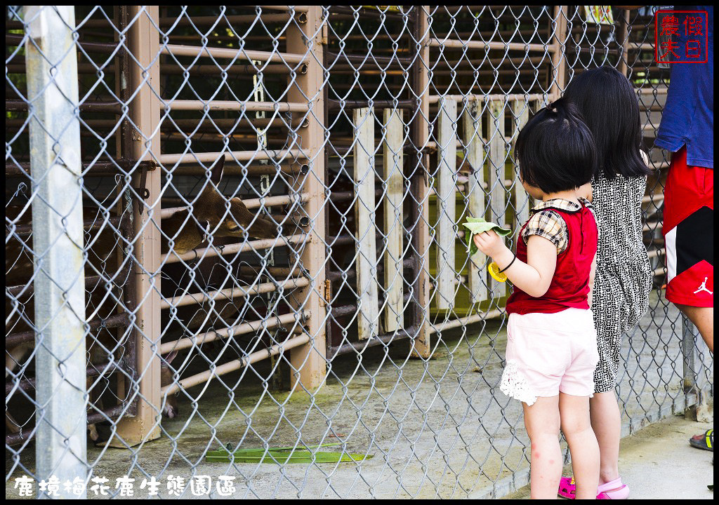 【屏東旅遊】恆春鹿境生態梅花鹿園（Paradise Of Deer）．來墾丁小奈良和梅花鹿零距離接觸/台版的奈良公園/梅花鹿/一日遊/親子遊/小鹿斑比 @假日農夫愛趴趴照