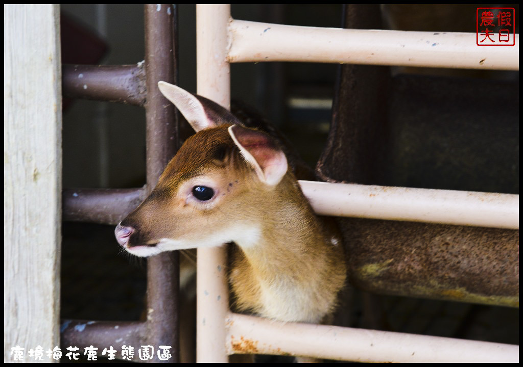 【屏東旅遊】恆春鹿境生態梅花鹿園（Paradise Of Deer）．來墾丁小奈良和梅花鹿零距離接觸/台版的奈良公園/梅花鹿/一日遊/親子遊/小鹿斑比 @假日農夫愛趴趴照