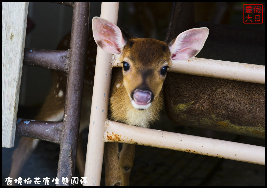 【屏東旅遊】恆春鹿境生態梅花鹿園（Paradise Of Deer）．來墾丁小奈良和梅花鹿零距離接觸/台版的奈良公園/梅花鹿/一日遊/親子遊/小鹿斑比 @假日農夫愛趴趴照