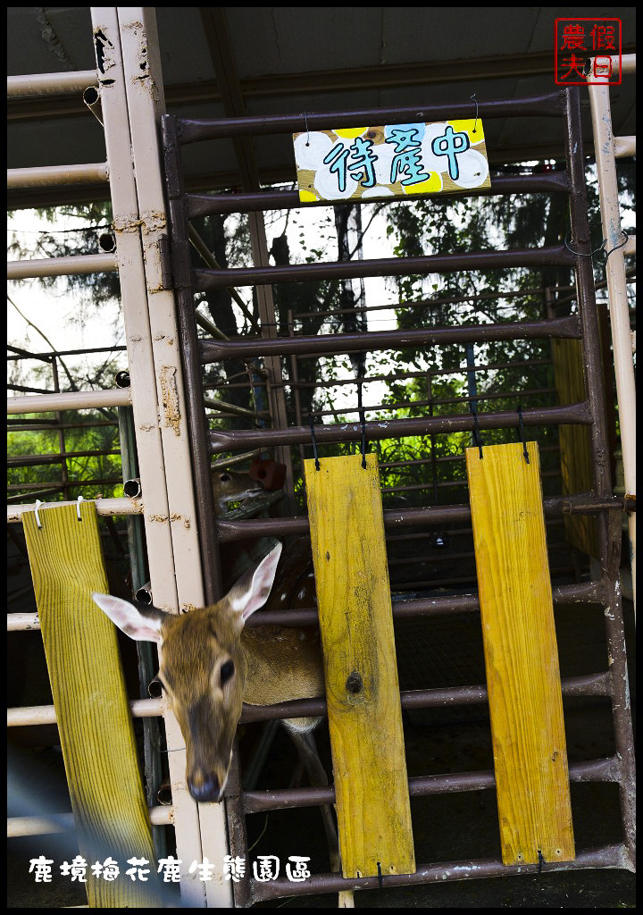 【屏東旅遊】恆春鹿境生態梅花鹿園（Paradise Of Deer）．來墾丁小奈良和梅花鹿零距離接觸/台版的奈良公園/梅花鹿/一日遊/親子遊/小鹿斑比 @假日農夫愛趴趴照