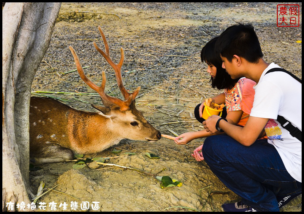 【屏東旅遊】恆春鹿境生態梅花鹿園（Paradise Of Deer）．來墾丁小奈良和梅花鹿零距離接觸/台版的奈良公園/梅花鹿/一日遊/親子遊/小鹿斑比 @假日農夫愛趴趴照