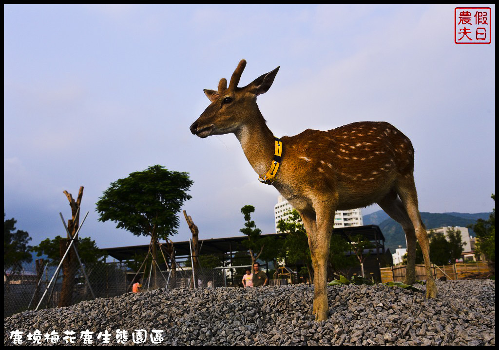 【屏東旅遊】恆春鹿境生態梅花鹿園（Paradise Of Deer）．來墾丁小奈良和梅花鹿零距離接觸/台版的奈良公園/梅花鹿/一日遊/親子遊/小鹿斑比 @假日農夫愛趴趴照