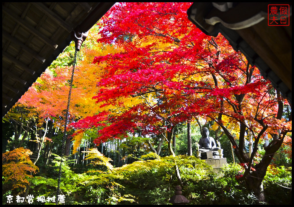 【日本旅遊京都賞楓】一次賞遍京都12大紅葉名所．清水寺/東福寺/永觀堂/嵐山一日遊/楓葉/門票資訊/交通方式/腳架 @假日農夫愛趴趴照