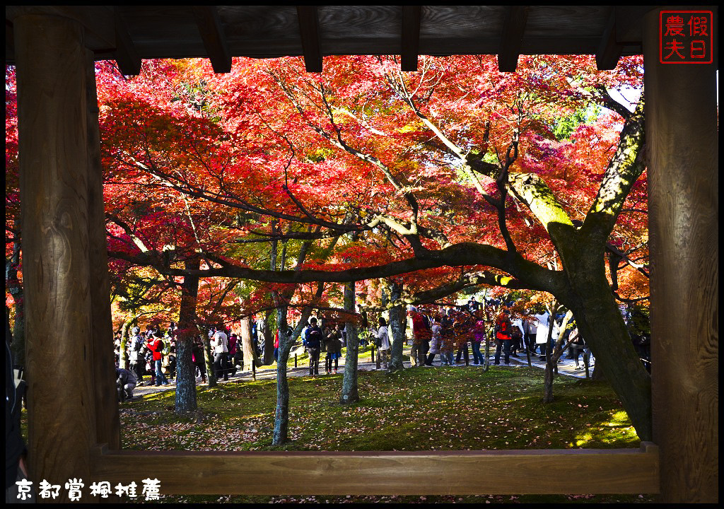 【日本旅遊京都賞楓】一次賞遍京都12大紅葉名所．清水寺/東福寺/永觀堂/嵐山一日遊/楓葉/門票資訊/交通方式/腳架 @假日農夫愛趴趴照