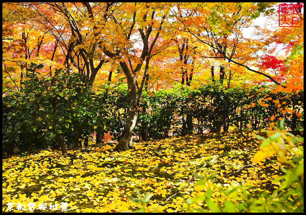 【日本旅遊京都賞楓】一次賞遍京都12大紅葉名所．清水寺/東福寺/永觀堂/嵐山一日遊/楓葉/門票資訊/交通方式/腳架 @假日農夫愛趴趴照