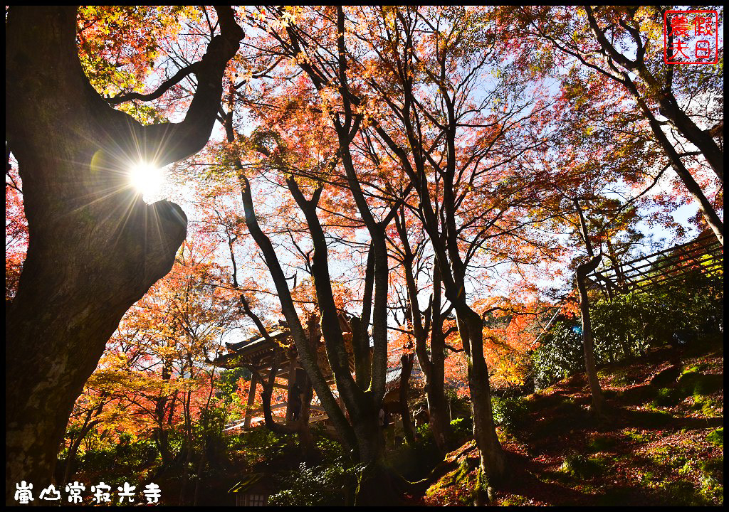 【日本旅遊京都賞楓】一次賞遍京都12大紅葉名所．清水寺/東福寺/永觀堂/嵐山一日遊/楓葉/門票資訊/交通方式/腳架 @假日農夫愛趴趴照