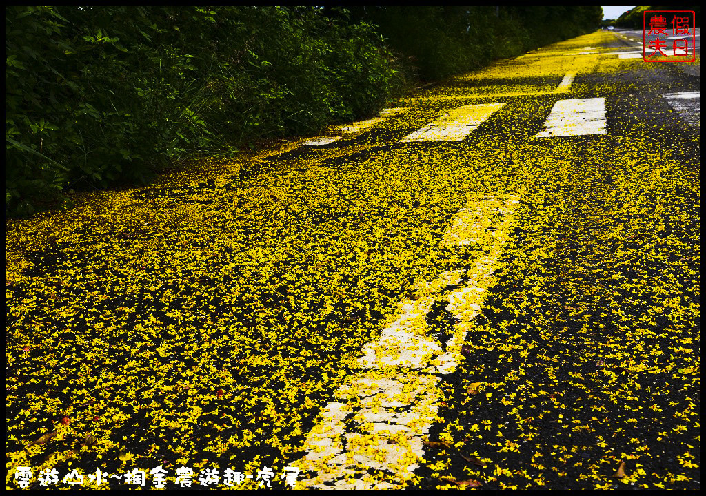 【雲林旅遊】雲遊山水~掏金農遊．虎尾農博生態園區×洋桔梗×歸去來茶坊×禪屋米胖工坊/台灣燈會/來去酒家吃飯/無菜單料理/米吐司/一日遊 @假日農夫愛趴趴照