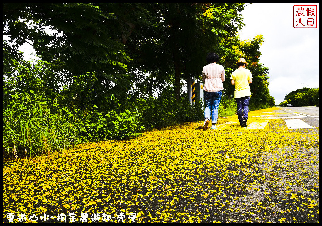 【雲林旅遊】雲遊山水~掏金農遊．虎尾農博生態園區×洋桔梗×歸去來茶坊×禪屋米胖工坊/台灣燈會/來去酒家吃飯/無菜單料理/米吐司/一日遊 @假日農夫愛趴趴照