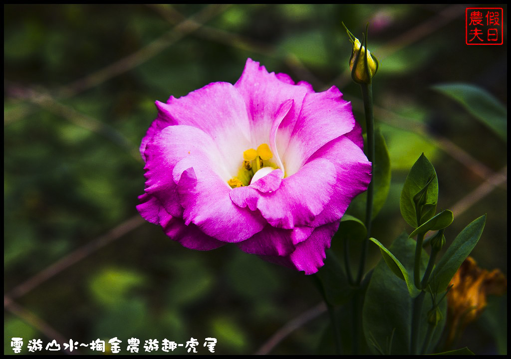 【雲林旅遊】雲遊山水~掏金農遊．虎尾農博生態園區×洋桔梗×歸去來茶坊×禪屋米胖工坊/台灣燈會/來去酒家吃飯/無菜單料理/米吐司/一日遊 @假日農夫愛趴趴照