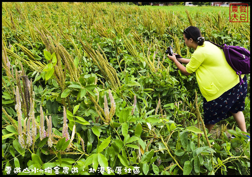 【雲林旅遊】雲遊山水~掏金農遊．北港劉厝社區釘畫藝術村金屬馬賽克/治人生活館/屋中樹/黑肉阿嬤故事館/烏魚子故事館 @假日農夫愛趴趴照