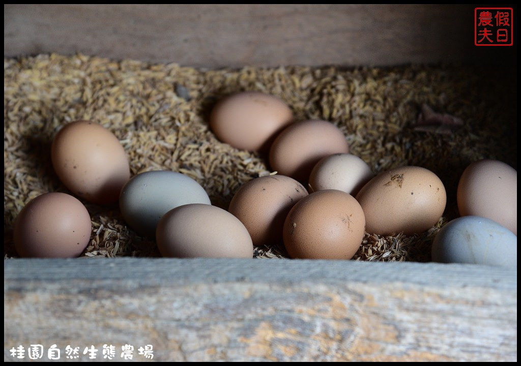 【彰化景點】桂園自然生態農場．體驗鄉下生活/一日遊/休閒農場/親子遊/觀光農場/免費參觀 @假日農夫愛趴趴照