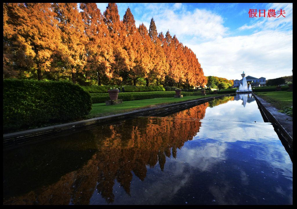 【東京旅遊】神奈川県立相模原公園．絕美落羽松並木大道/秋季限定/免費觀景台 @假日農夫愛趴趴照