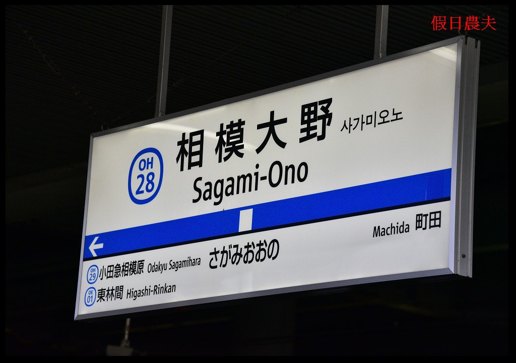 【東京旅遊】神奈川県立相模原公園．絕美落羽松並木大道/秋季限定/免費觀景台 @假日農夫愛趴趴照