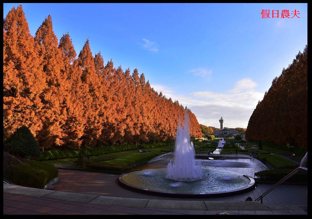 【東京旅遊】神奈川県立相模原公園．絕美落羽松並木大道/秋季限定/免費觀景台 @假日農夫愛趴趴照