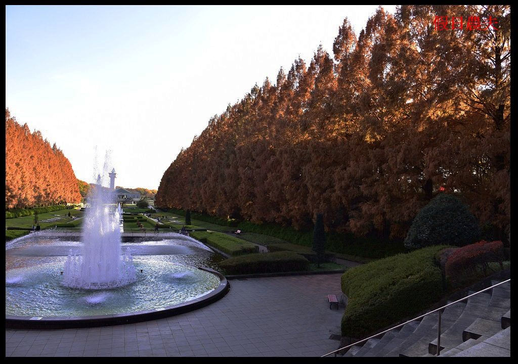 【東京旅遊】神奈川県立相模原公園．絕美落羽松並木大道/秋季限定/免費觀景台 @假日農夫愛趴趴照