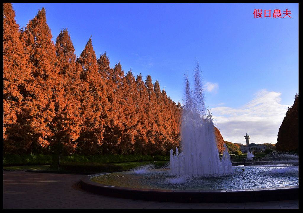 【東京旅遊】神奈川県立相模原公園．絕美落羽松並木大道/秋季限定/免費觀景台 @假日農夫愛趴趴照