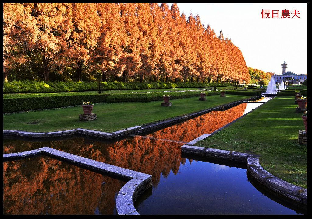 【東京旅遊】神奈川県立相模原公園．絕美落羽松並木大道/秋季限定/免費觀景台 @假日農夫愛趴趴照