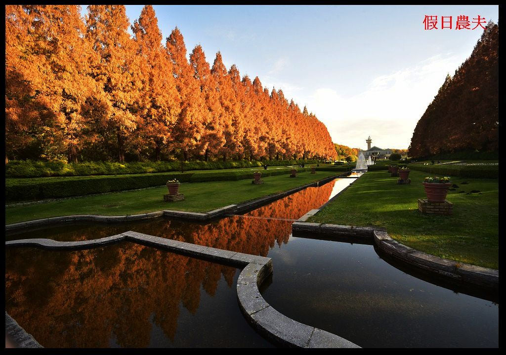 【東京旅遊】神奈川県立相模原公園．絕美落羽松並木大道/秋季限定/免費觀景台 @假日農夫愛趴趴照