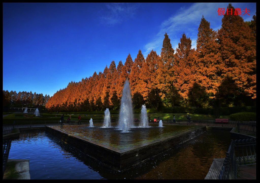 【東京旅遊】神奈川県立相模原公園．絕美落羽松並木大道/秋季限定/免費觀景台 @假日農夫愛趴趴照