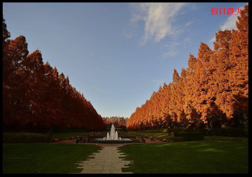 【東京旅遊】神奈川県立相模原公園．絕美落羽松並木大道/秋季限定/免費觀景台 @假日農夫愛趴趴照