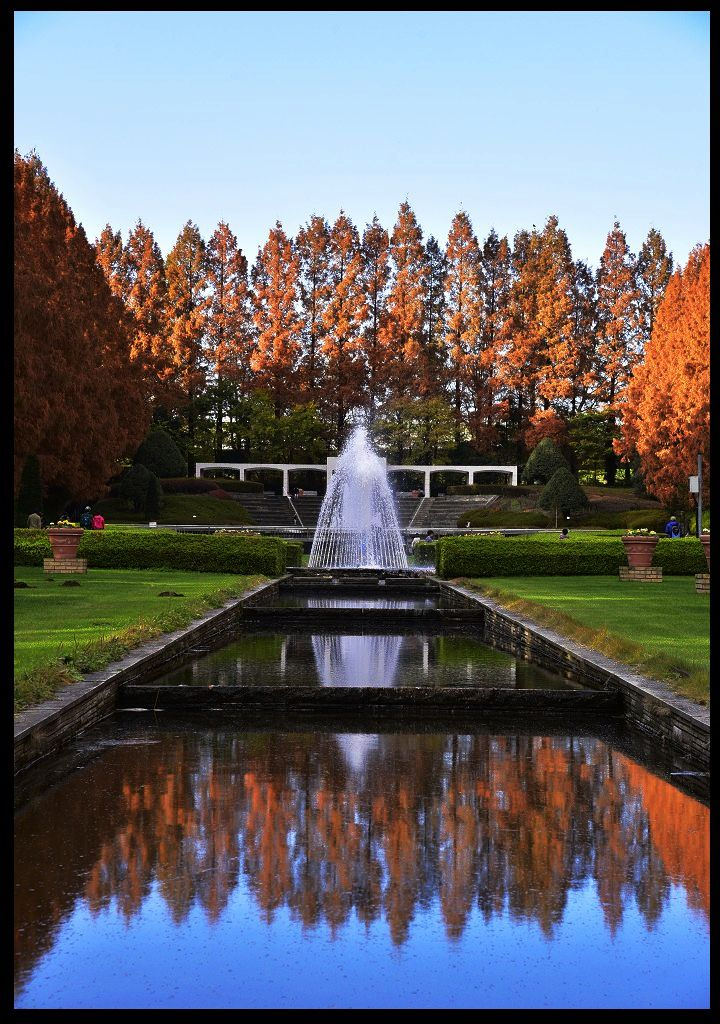 【東京旅遊】神奈川県立相模原公園．絕美落羽松並木大道/秋季限定/免費觀景台 @假日農夫愛趴趴照