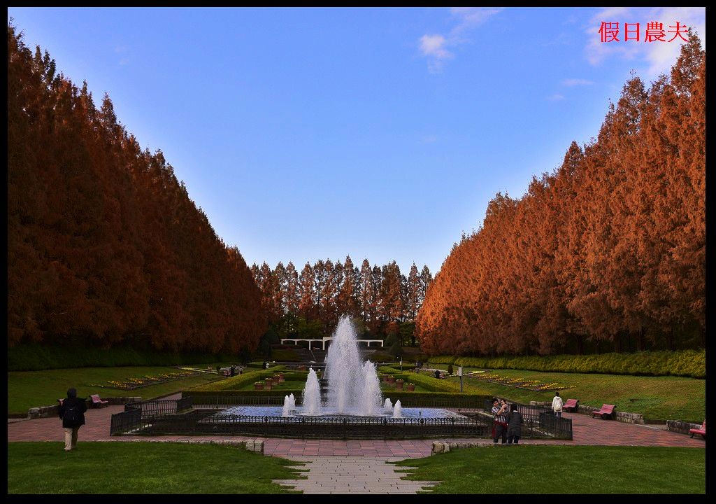 【東京旅遊】神奈川県立相模原公園．絕美落羽松並木大道/秋季限定/免費觀景台 @假日農夫愛趴趴照