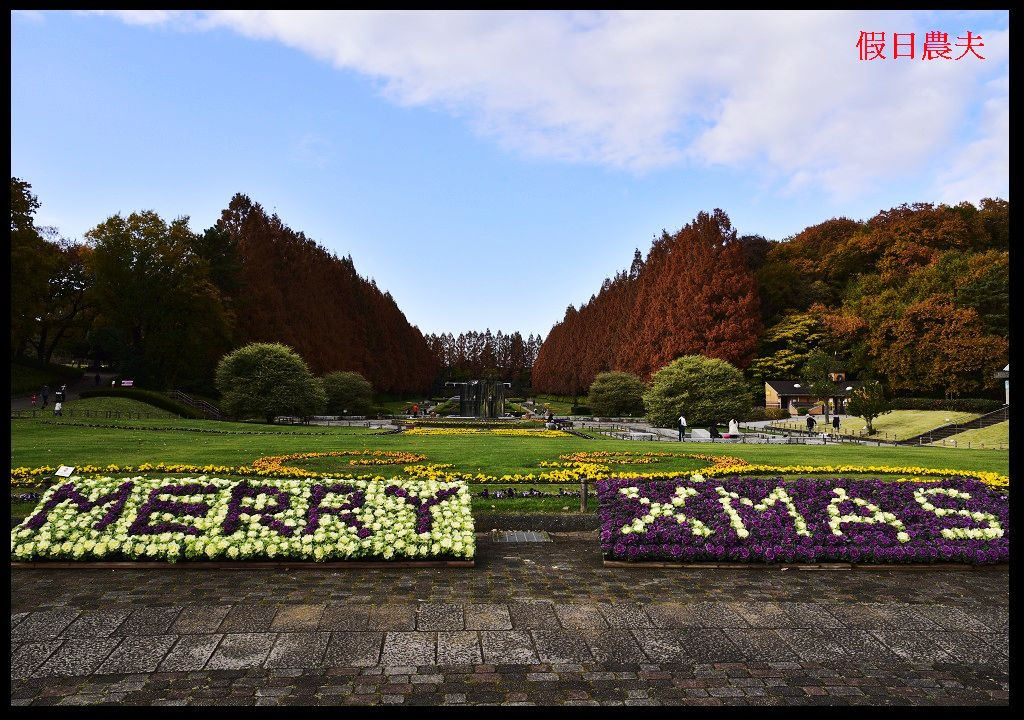 【東京旅遊】神奈川県立相模原公園．絕美落羽松並木大道/秋季限定/免費觀景台 @假日農夫愛趴趴照