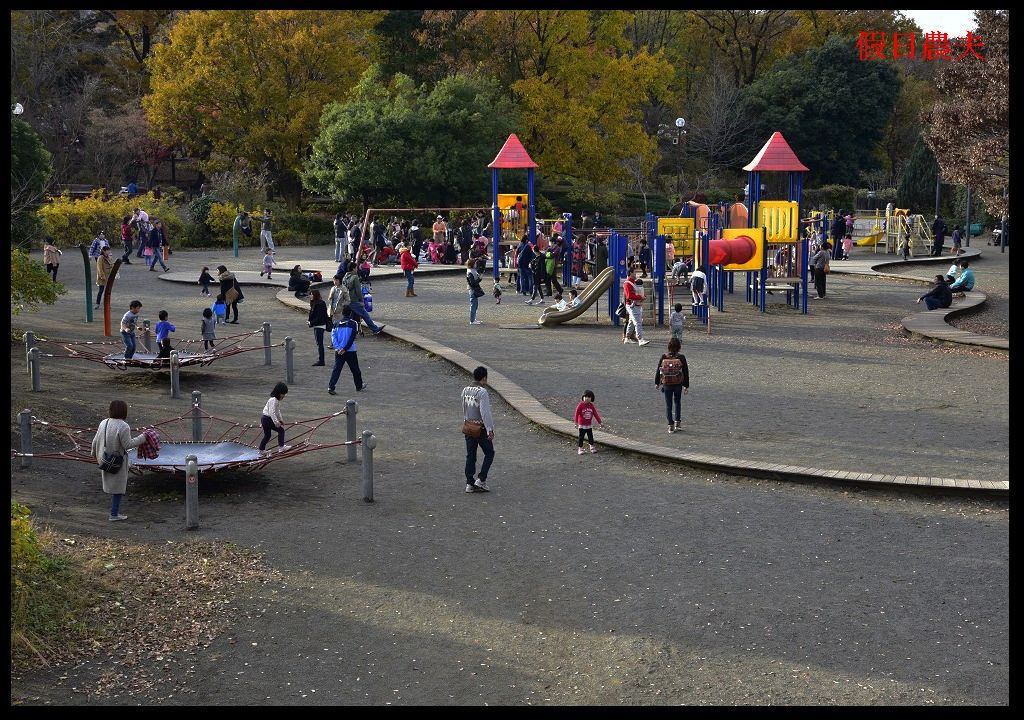 【東京旅遊】神奈川県立相模原公園．絕美落羽松並木大道/秋季限定/免費觀景台 @假日農夫愛趴趴照