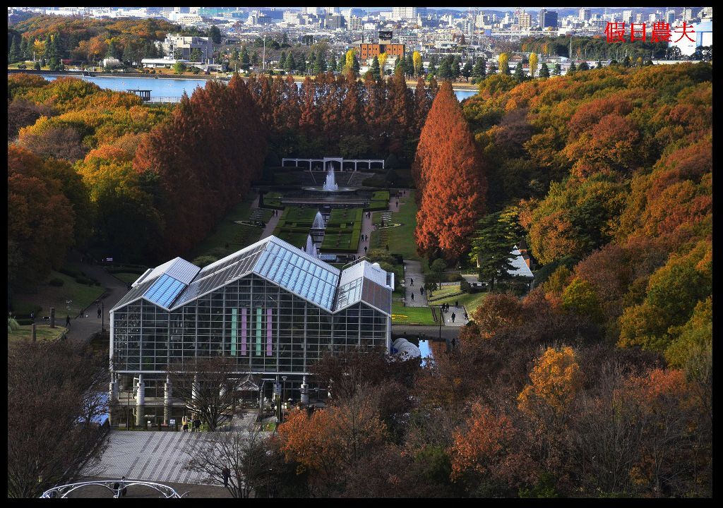 【東京旅遊】神奈川県立相模原公園．絕美落羽松並木大道/秋季限定/免費觀景台 @假日農夫愛趴趴照