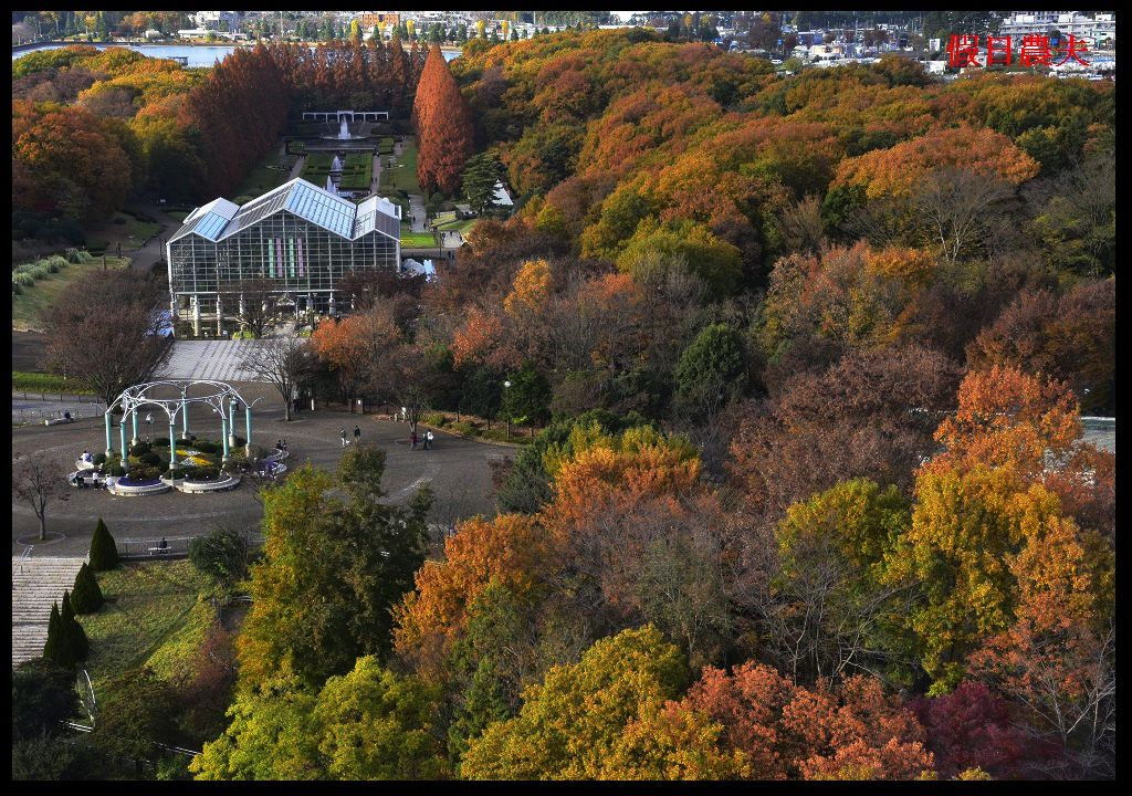 【東京旅遊】神奈川県立相模原公園．絕美落羽松並木大道/秋季限定/免費觀景台 @假日農夫愛趴趴照