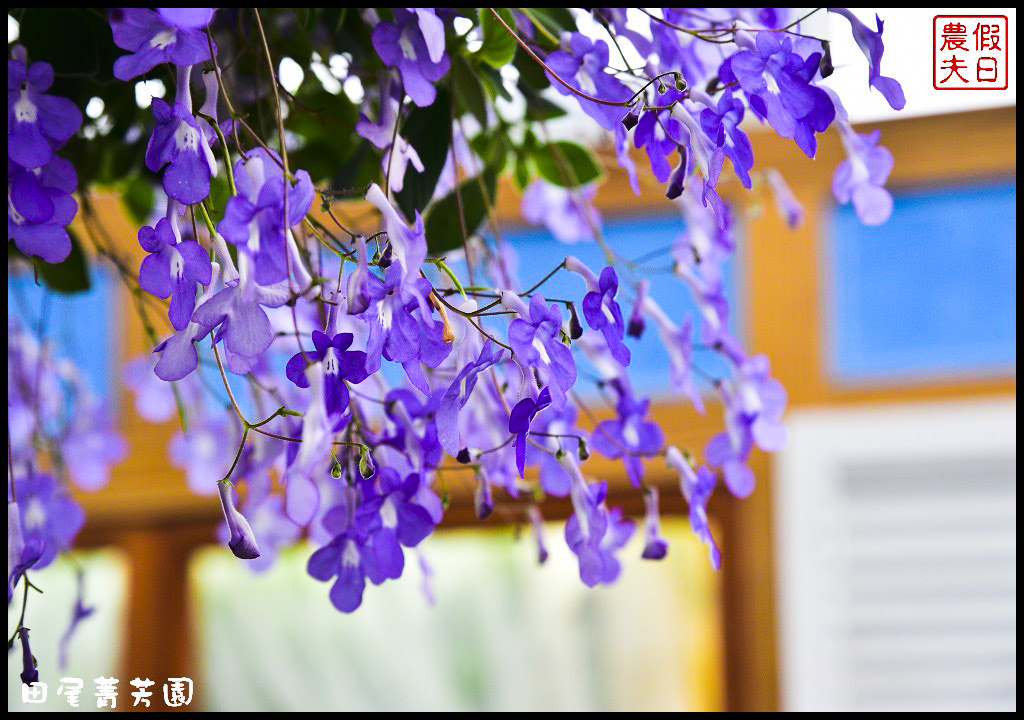 【彰化景點】田尾菁芳園．漂亮好拍的新咖啡館悠閒享用下午茶/落羽松/一日遊/IG打卡 @假日農夫愛趴趴照