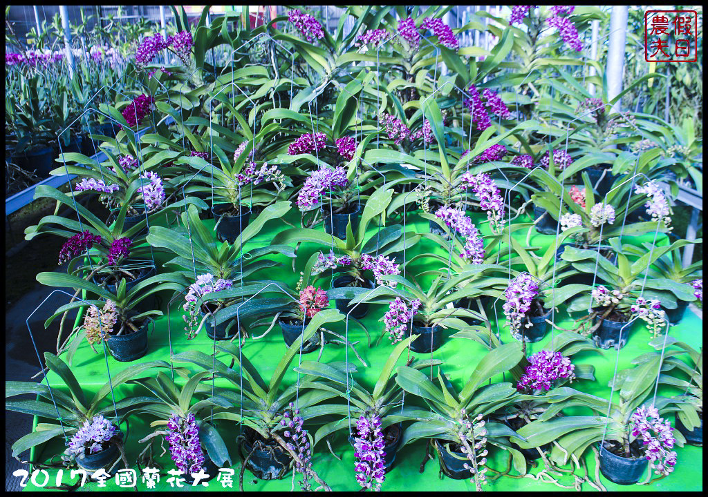 【農夫愛賞花】南投草屯樸提蘭園．2017狐狸尾蘭全國蘭花大展．國際蘭藝大賞得獎作品免費參觀/免費參觀/一日遊 @假日農夫愛趴趴照