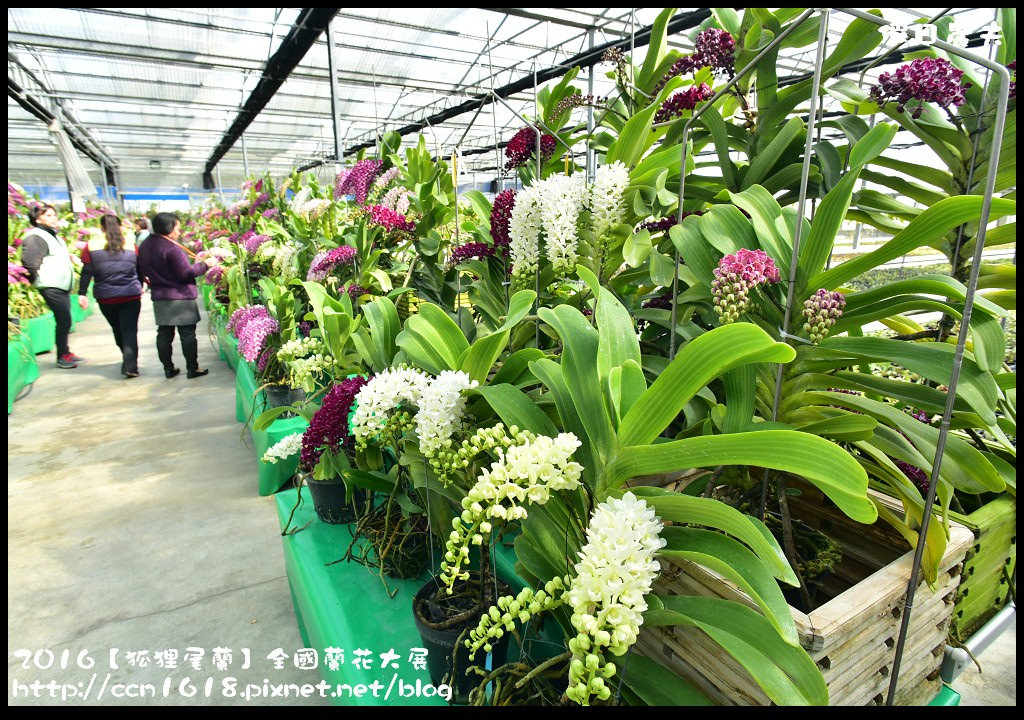 【農夫愛賞花】南投草屯樸提蘭園．2017狐狸尾蘭全國蘭花大展．國際蘭藝大賞得獎作品免費參觀/免費參觀/一日遊 @假日農夫愛趴趴照