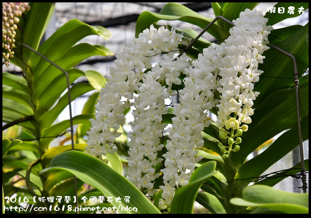 【農夫愛賞花】南投草屯樸提蘭園．2017狐狸尾蘭全國蘭花大展．國際蘭藝大賞得獎作品免費參觀/免費參觀/一日遊 @假日農夫愛趴趴照