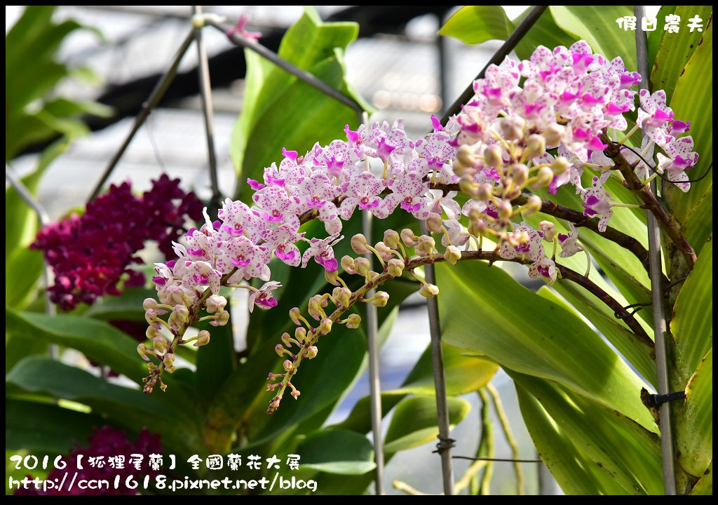 【農夫愛賞花】南投草屯樸提蘭園．2017狐狸尾蘭全國蘭花大展．國際蘭藝大賞得獎作品免費參觀/免費參觀/一日遊 @假日農夫愛趴趴照