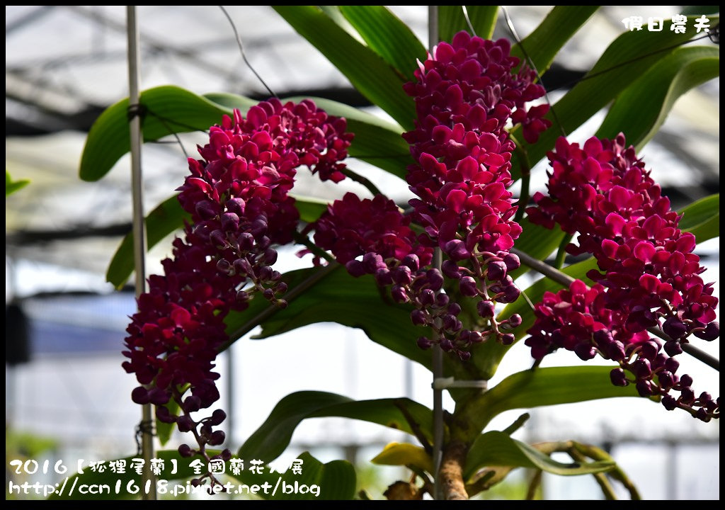 【農夫愛賞花】南投草屯樸提蘭園．2017狐狸尾蘭全國蘭花大展．國際蘭藝大賞得獎作品免費參觀/免費參觀/一日遊 @假日農夫愛趴趴照