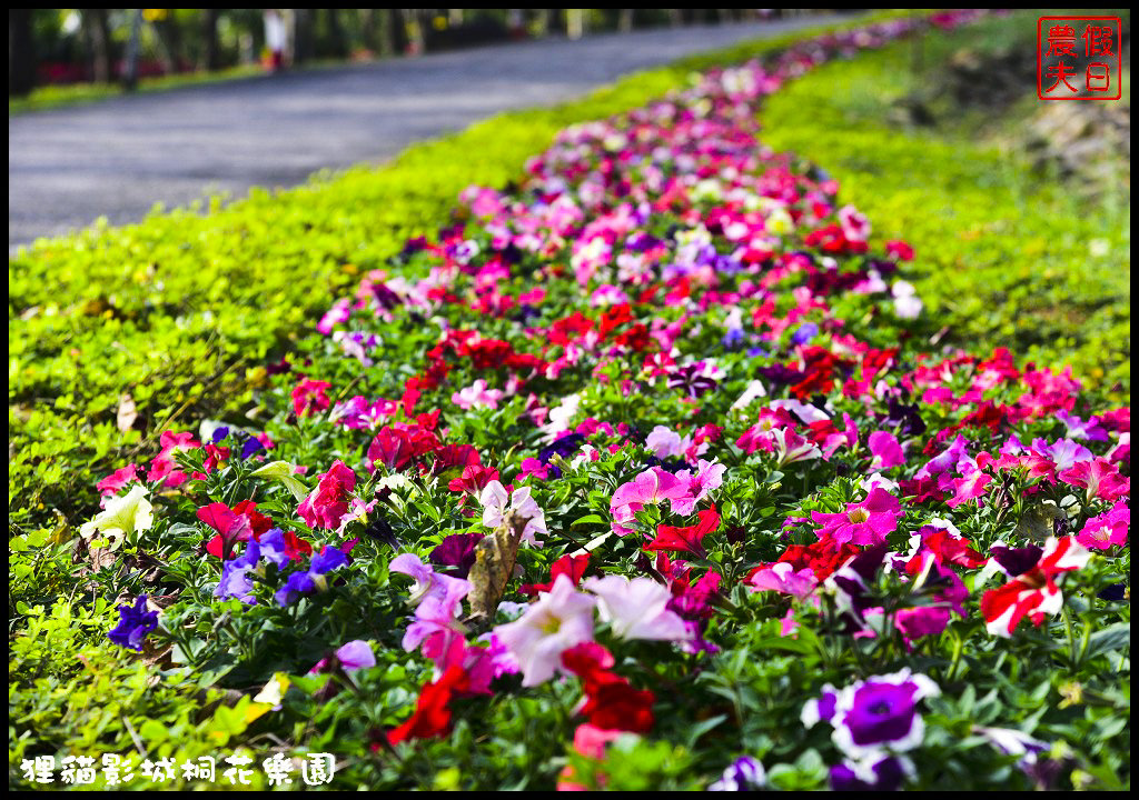 【苗栗銅鑼景點】舊瓶裝新酒．客家大院變身貓狸影城桐花樂園/貓裏喵/希臘風情造景/迎春花海/一日遊 @假日農夫愛趴趴照