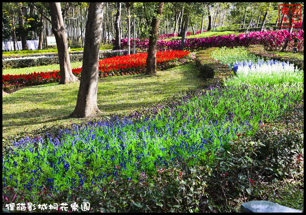 【苗栗銅鑼景點】舊瓶裝新酒．客家大院變身貓狸影城桐花樂園/貓裏喵/希臘風情造景/迎春花海/一日遊 @假日農夫愛趴趴照