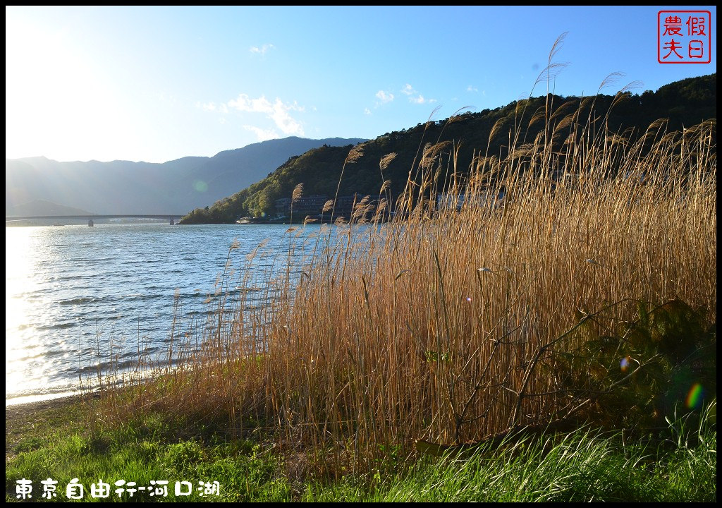 【日本旅遊】東京自由行．河口湖廣場假日酒店/天上山公園/富士山/JR廣域周遊券/富士急行線/富士芝櫻祭/逆富士 @假日農夫愛趴趴照