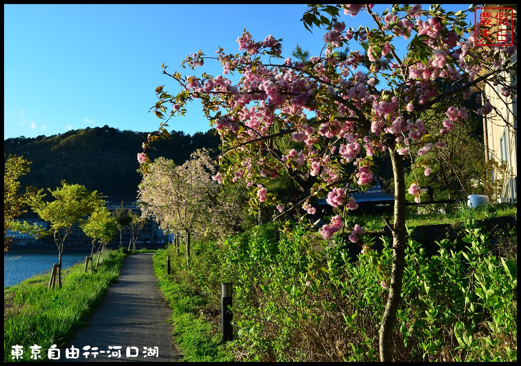 【日本旅遊】東京自由行．河口湖廣場假日酒店/天上山公園/富士山/JR廣域周遊券/富士急行線/富士芝櫻祭/逆富士 @假日農夫愛趴趴照