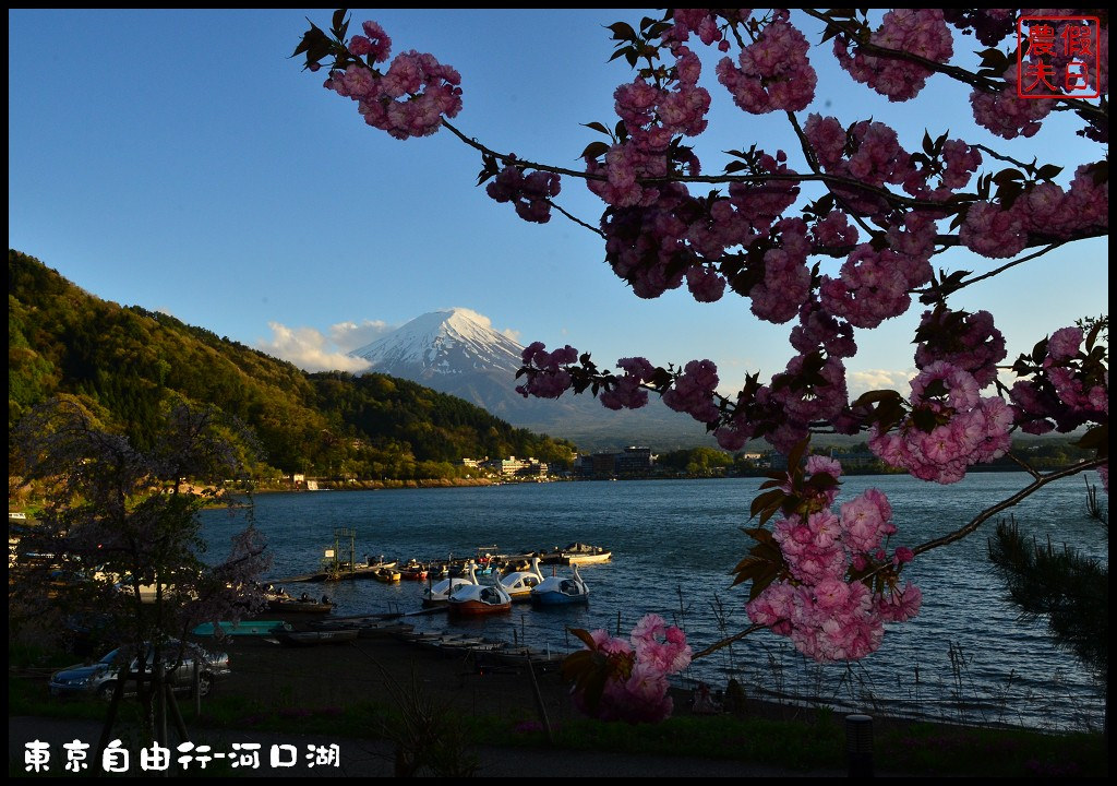 【日本旅遊】東京自由行．河口湖廣場假日酒店/天上山公園/富士山/JR廣域周遊券/富士急行線/富士芝櫻祭/逆富士 @假日農夫愛趴趴照