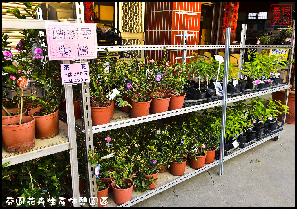 芬園花卉生產休憩園區．150公尺洲府枝垂櫻櫻花隧道浪漫登場 @假日農夫愛趴趴照