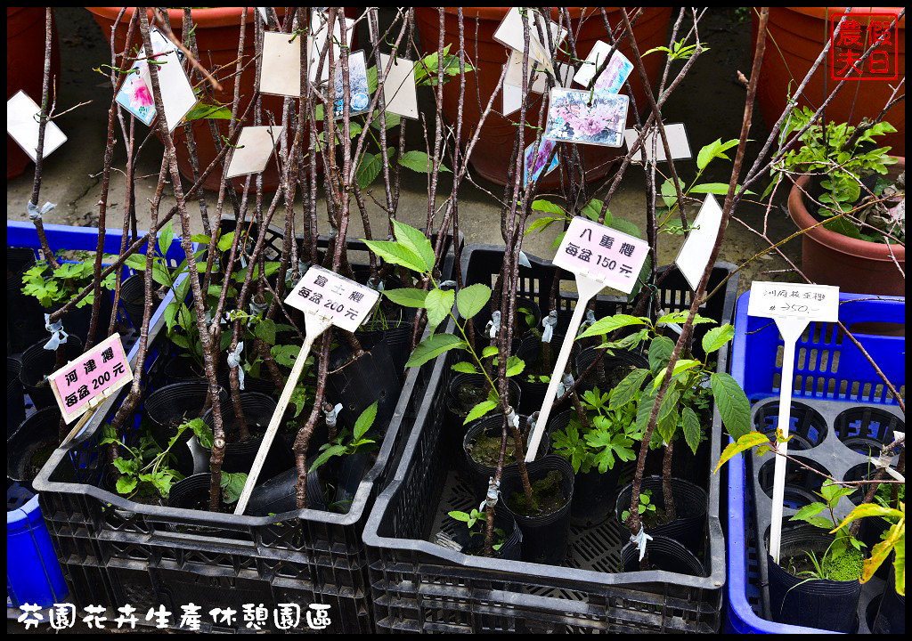 芬園花卉生產休憩園區．150公尺洲府枝垂櫻櫻花隧道浪漫登場 @假日農夫愛趴趴照