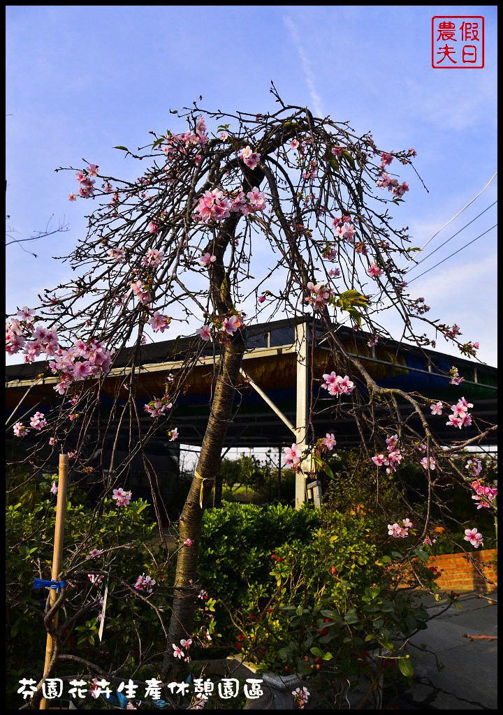 芬園花卉生產休憩園區．150公尺洲府枝垂櫻櫻花隧道浪漫登場 @假日農夫愛趴趴照